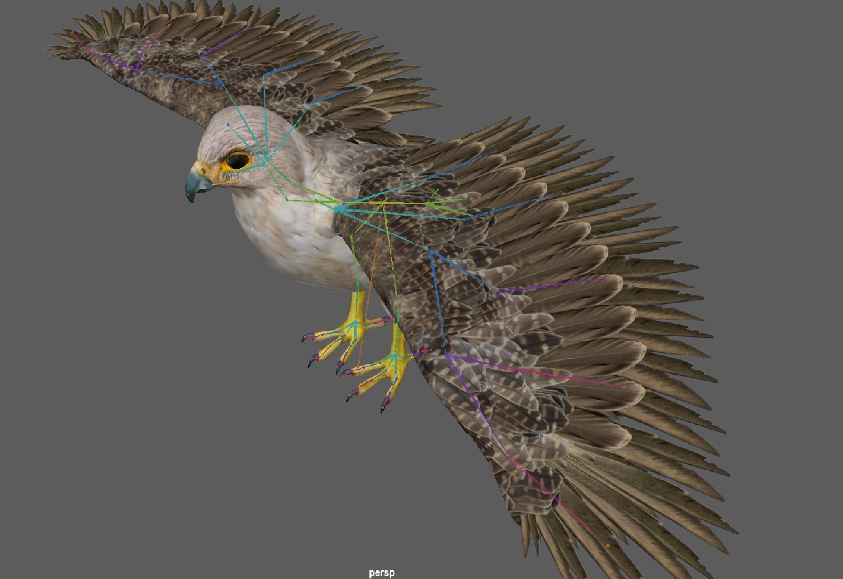 Hawk Rig 3D model_10