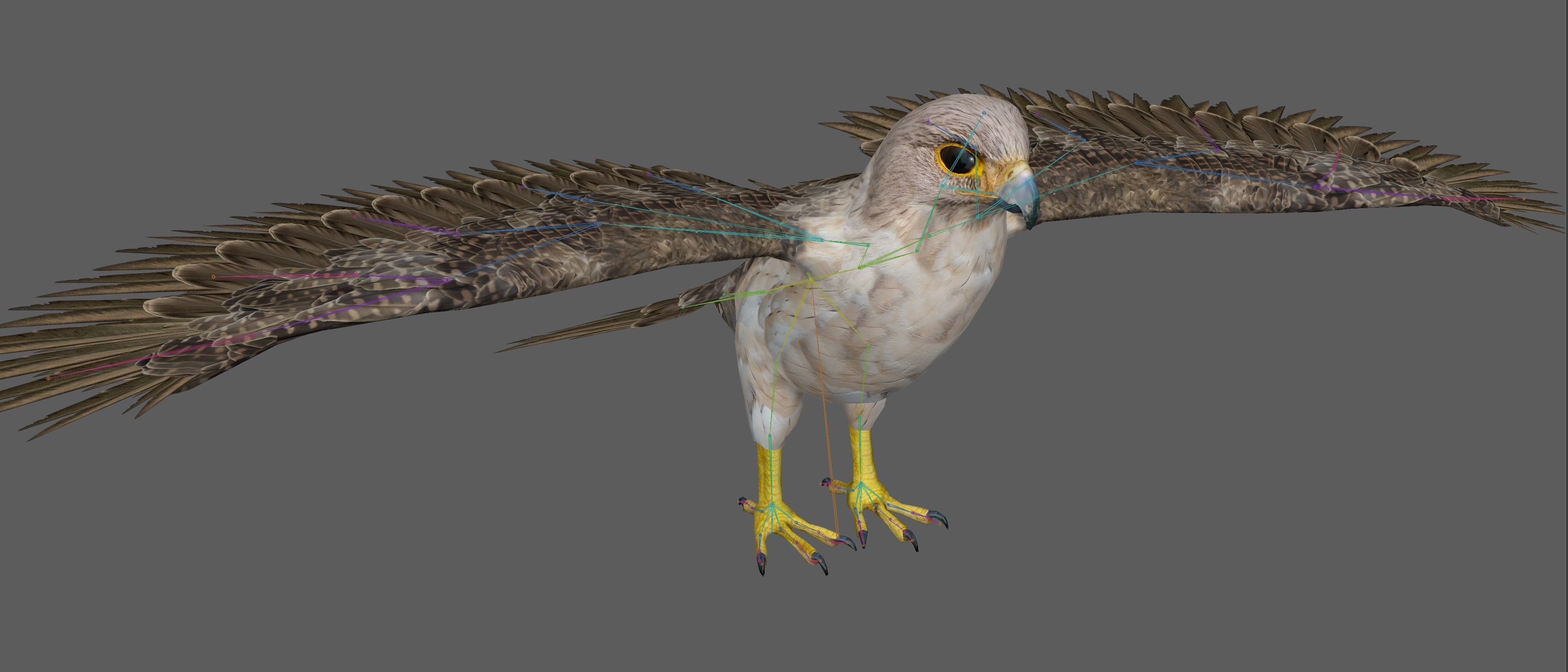 Hawk Rig 3D model_18