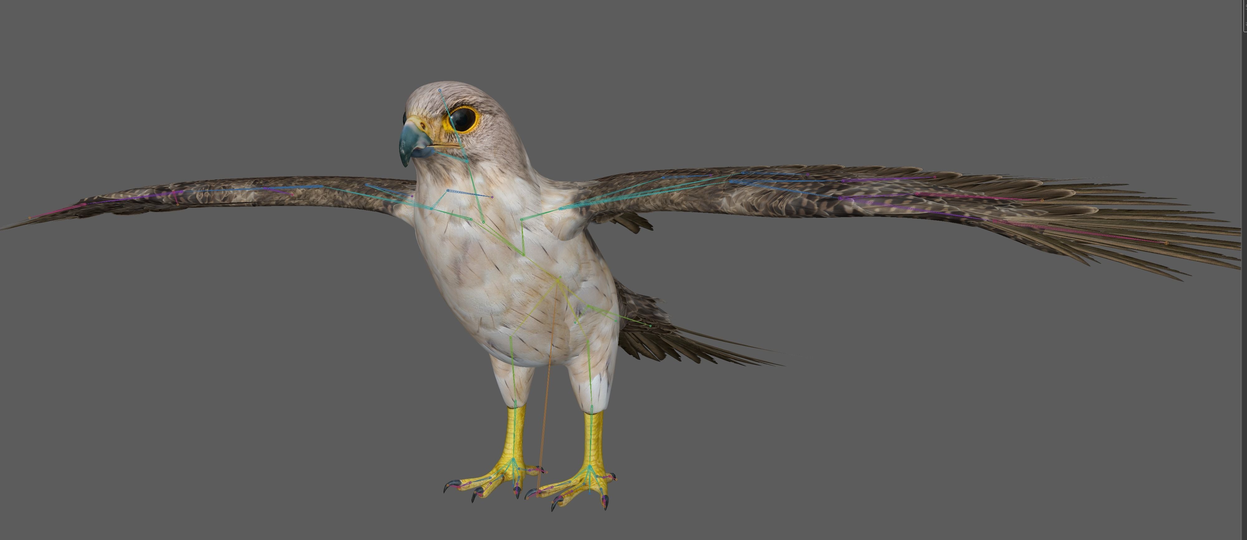Hawk Rig 3D model_8