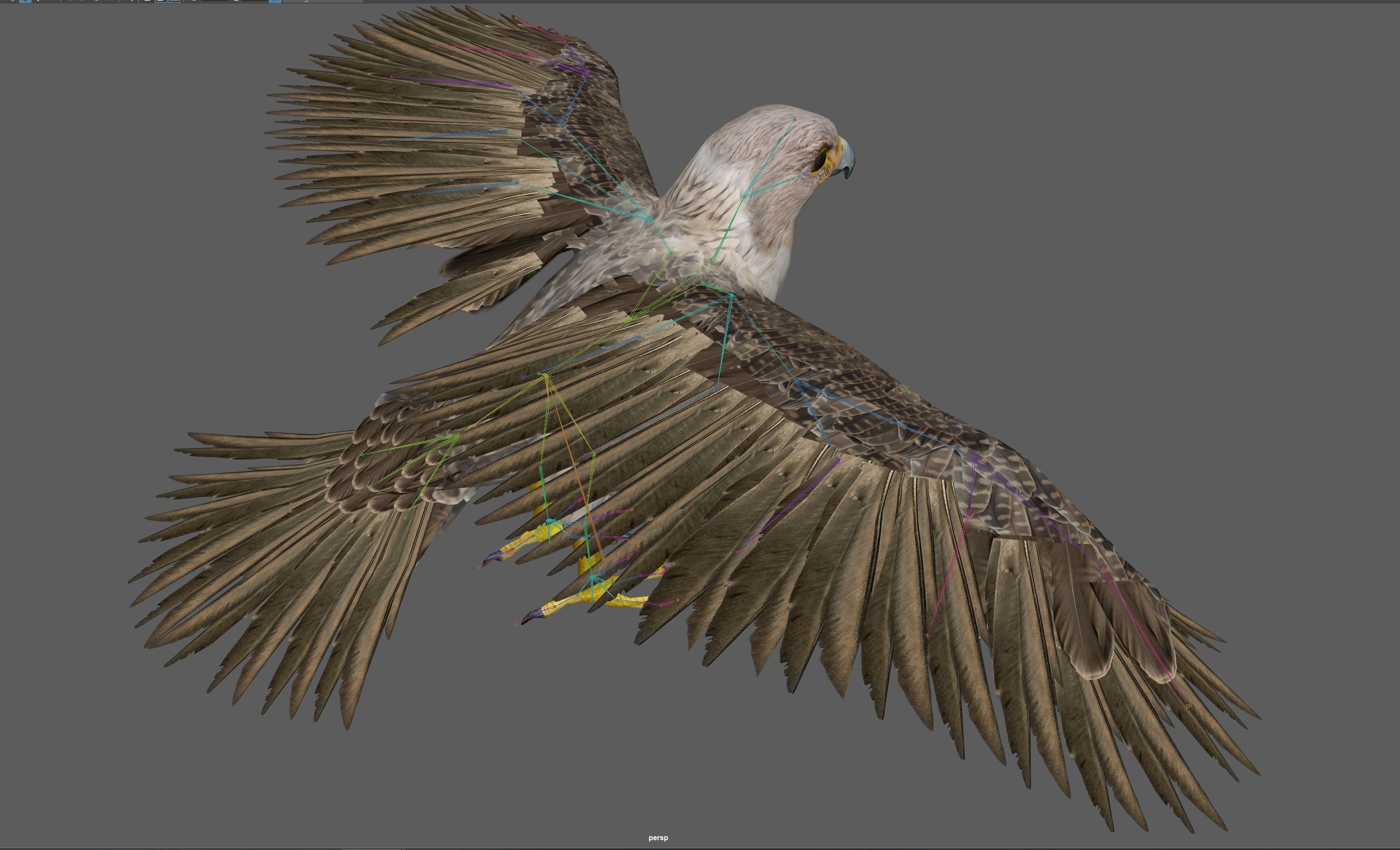 Hawk Rig 3D model_20