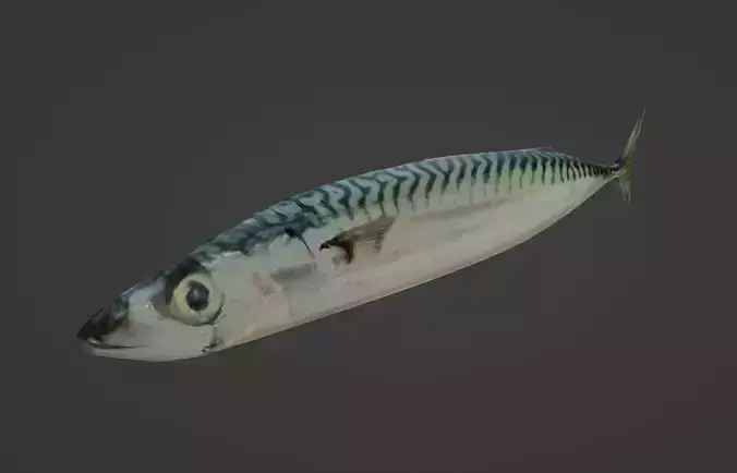 Maquereau mackerel fish