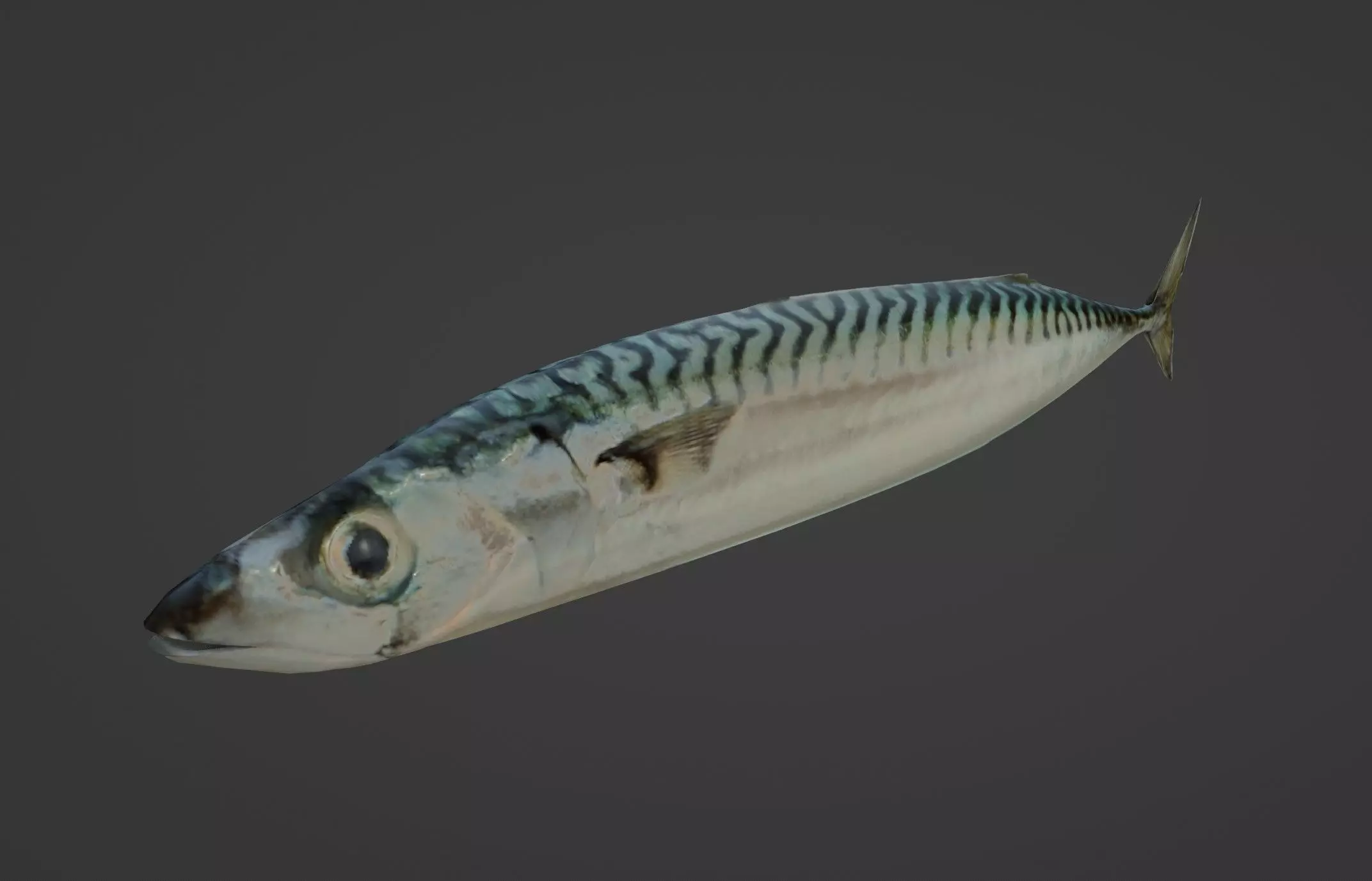 Maquereau mackerel fish Low-poly 3D model_0