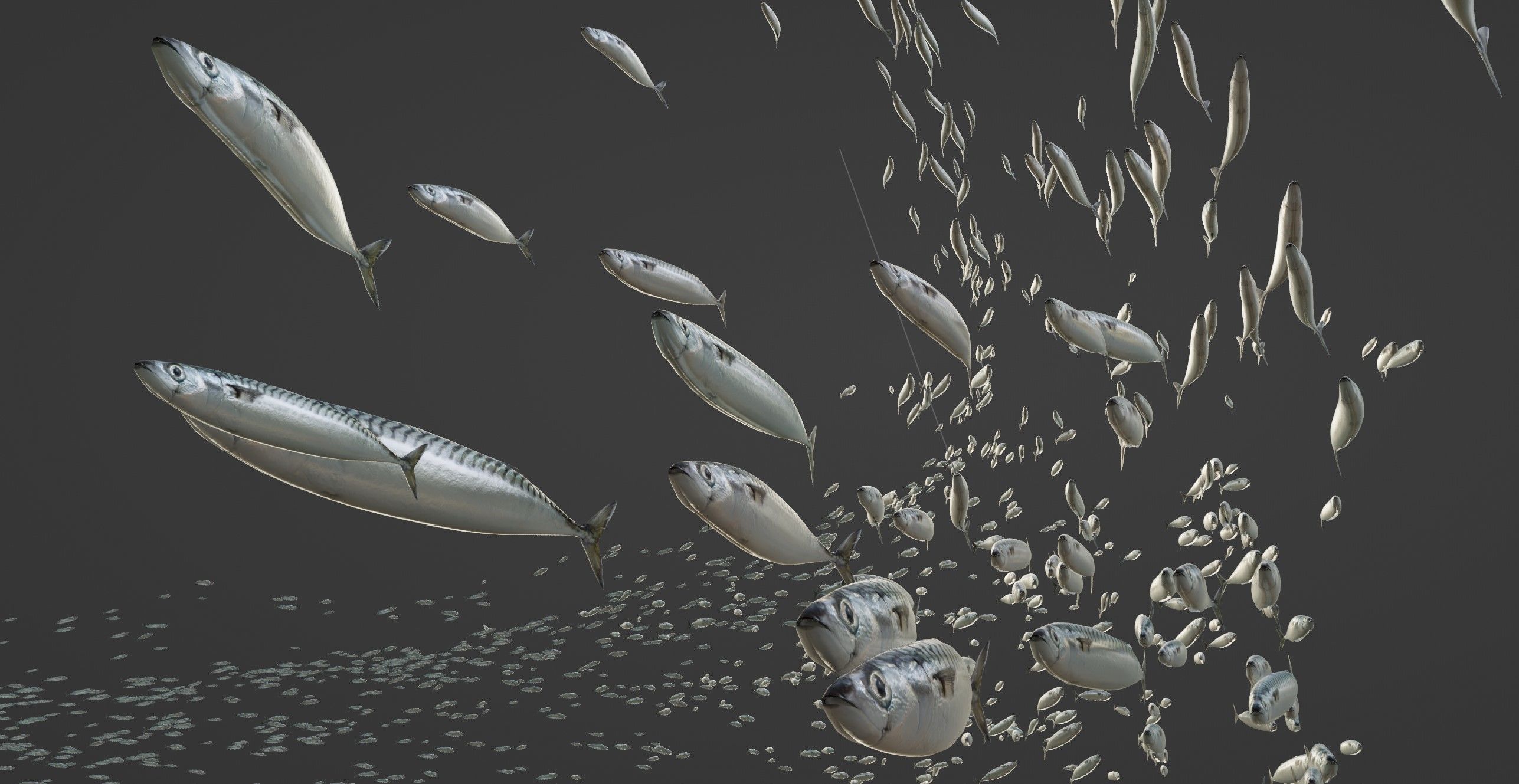 Maquereau mackerel fish Low-poly 3D model_3