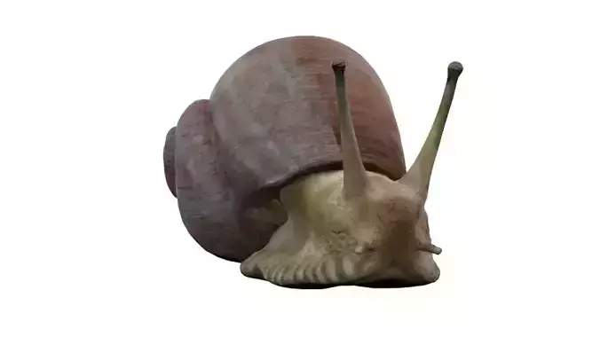 Snail