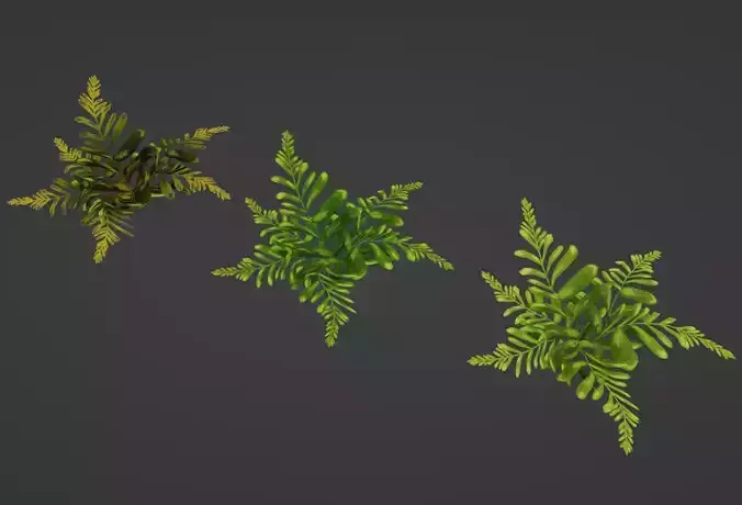 Three ferns foliage pack