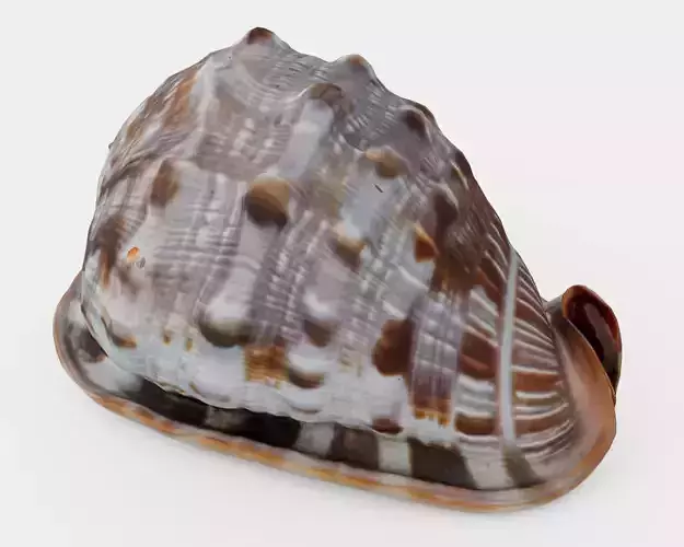 Red Helmet Shell Of A Ocean Snail Low-poly 3D model
