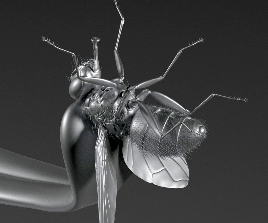 Frog Catches Fly 3D print model_3