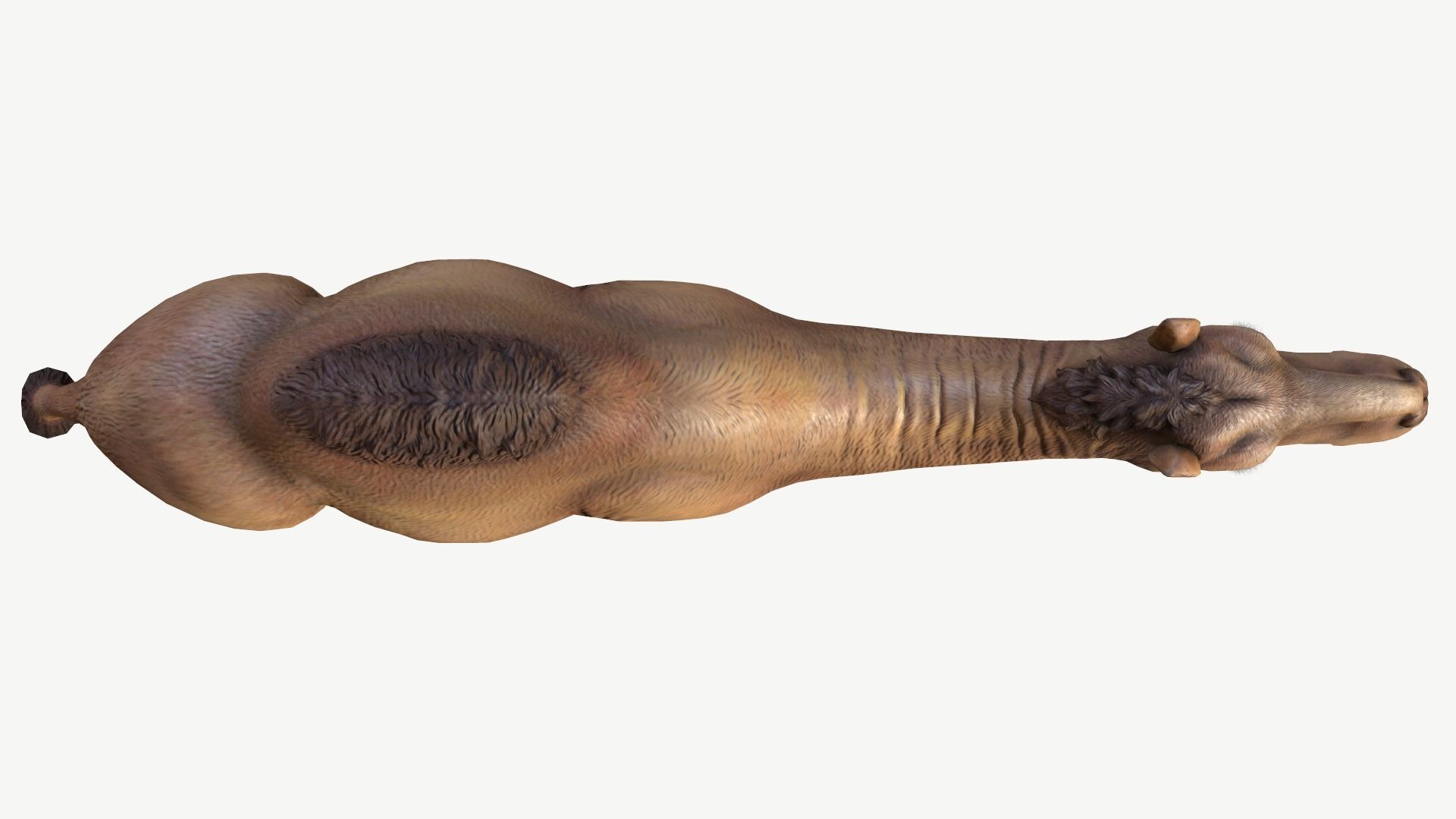 Dromedary Camel Low-poly 3D model_8