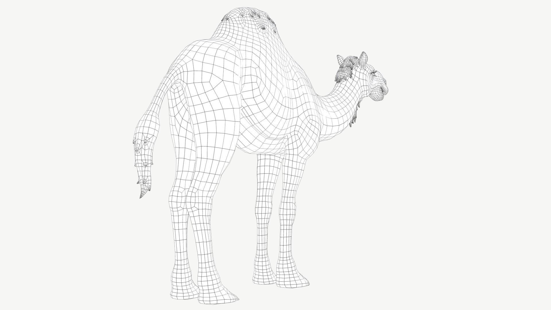Dromedary Camel Low-poly 3D model_5
