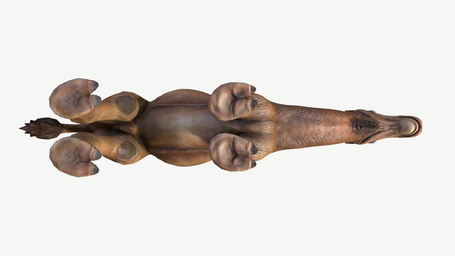 Dromedary Camel Low-poly 3D model_10