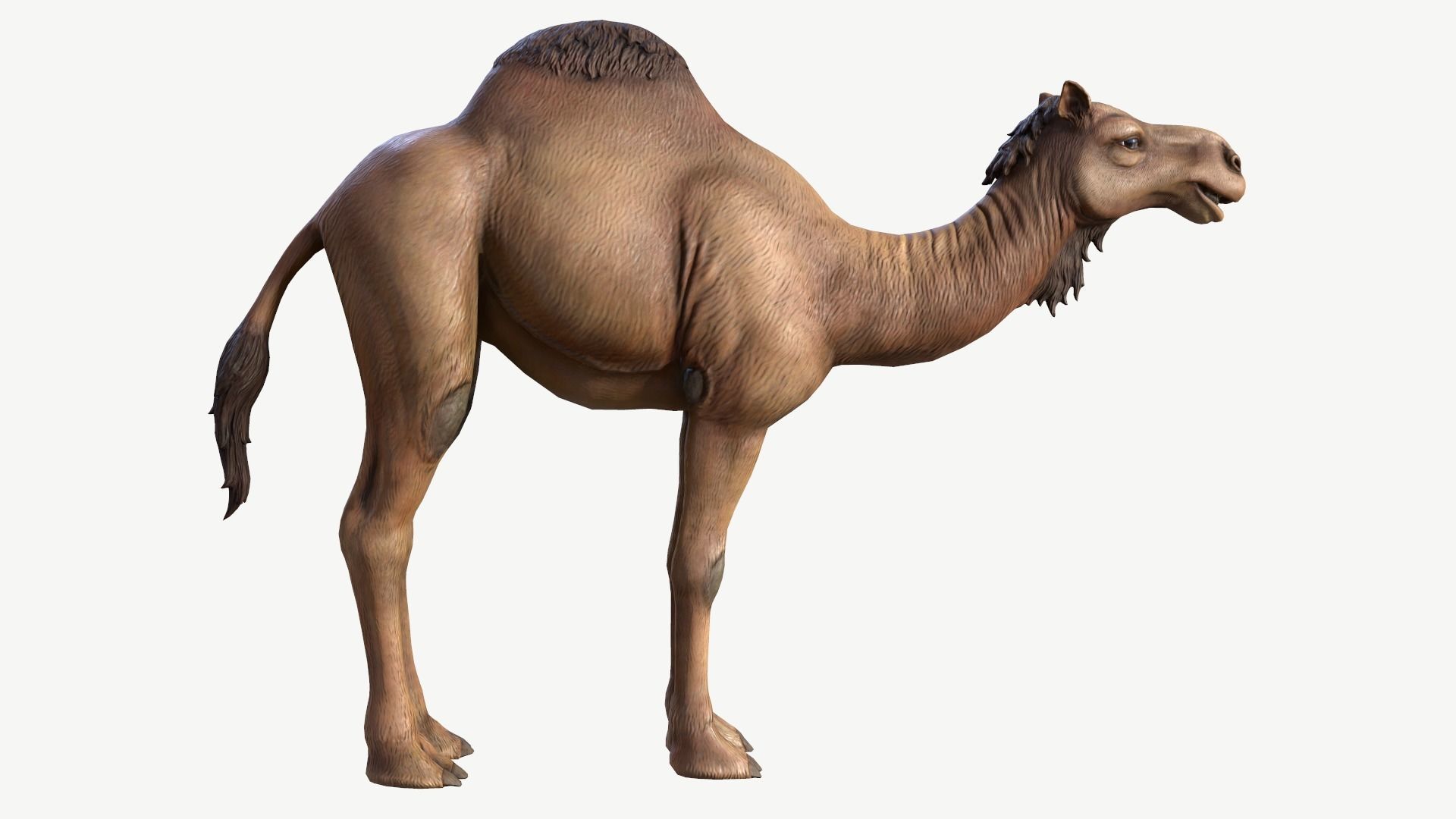 Dromedary Camel Low-poly 3D model_2