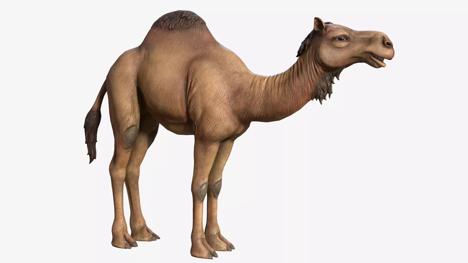 Dromedary Camel Low-poly 3D model_0