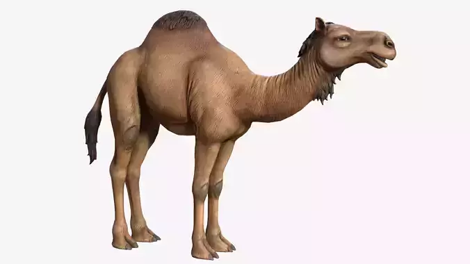 Dromedary Camel