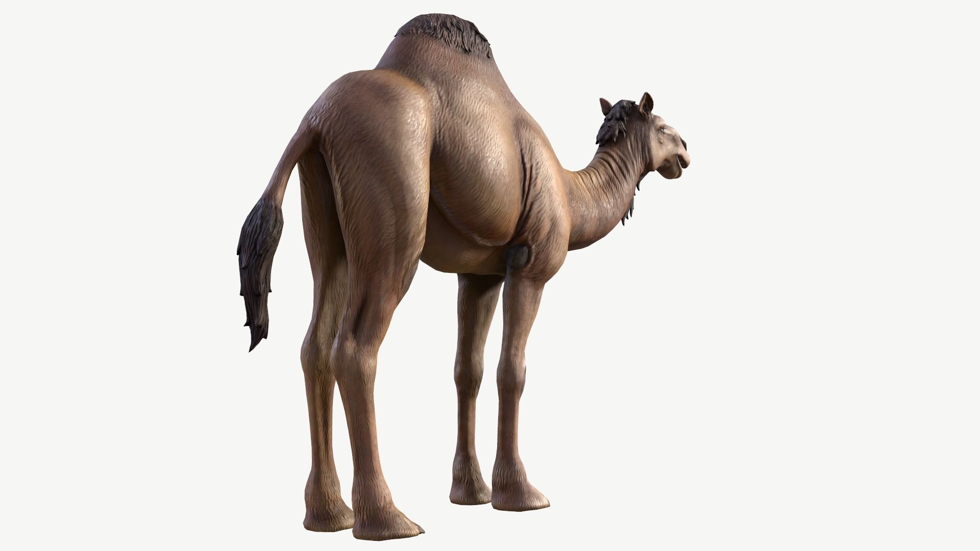 Dromedary Camel Low-poly 3D model_4