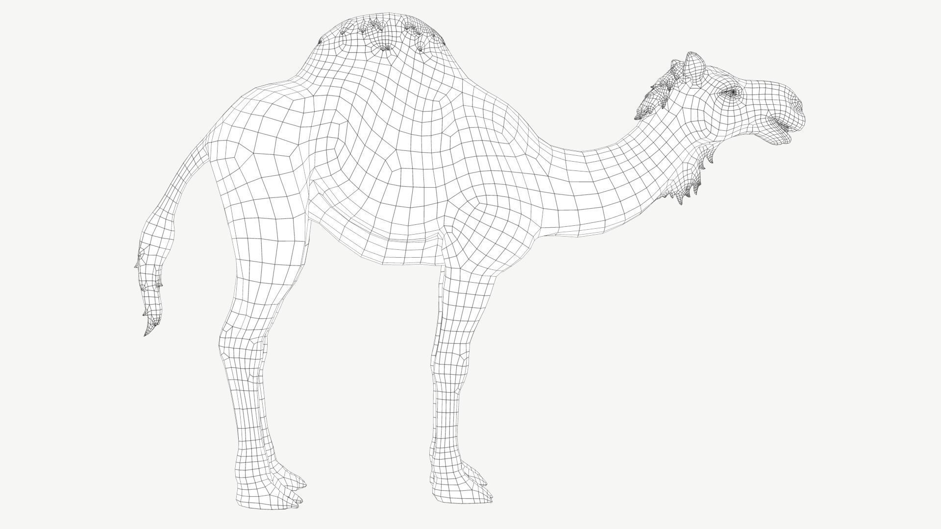 Dromedary Camel Low-poly 3D model_3