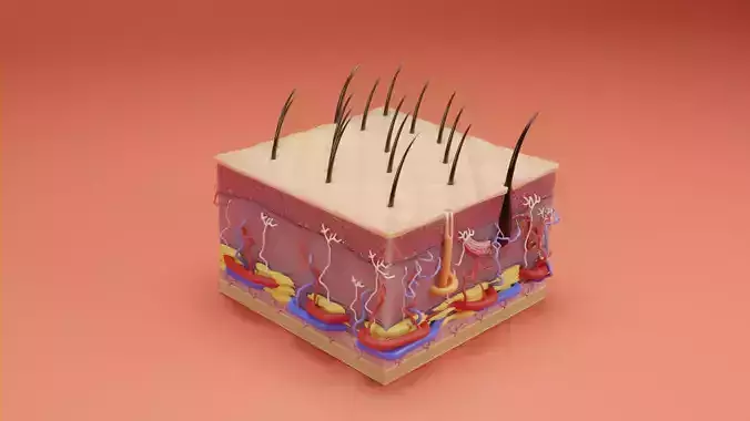 skin model human layer