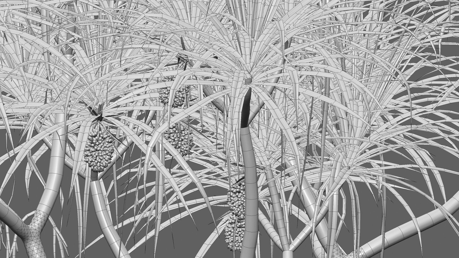 Pandanus tectorius - Screw Pine 3D model_2