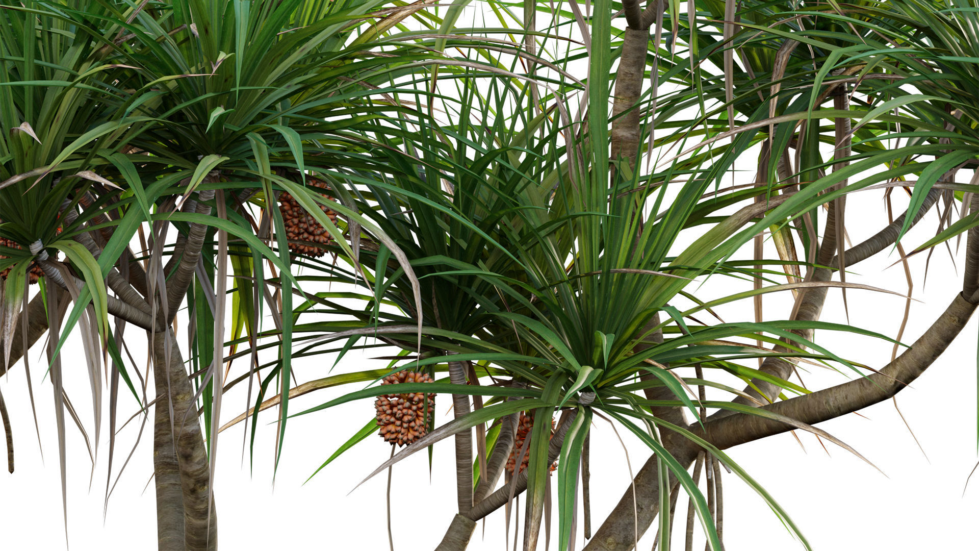 Pandanus tectorius - Screw Pine 3D model_6