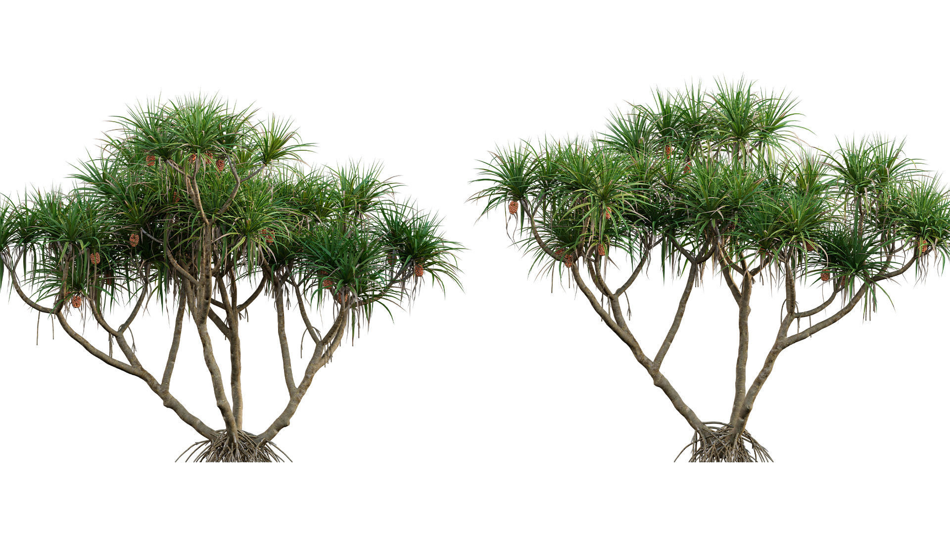 Pandanus tectorius - Screw Pine 3D model_1
