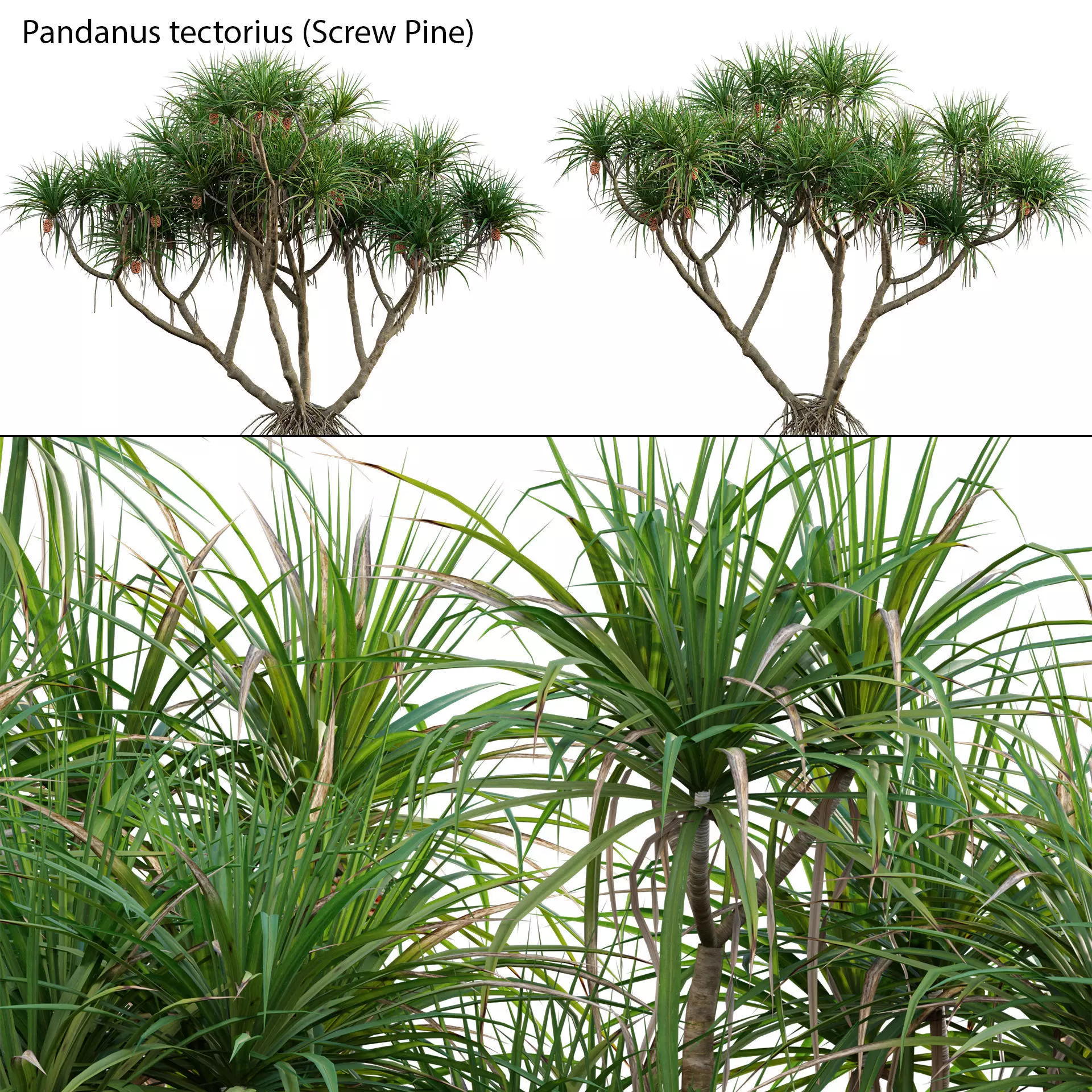 Pandanus tectorius - Screw Pine 3D model_0