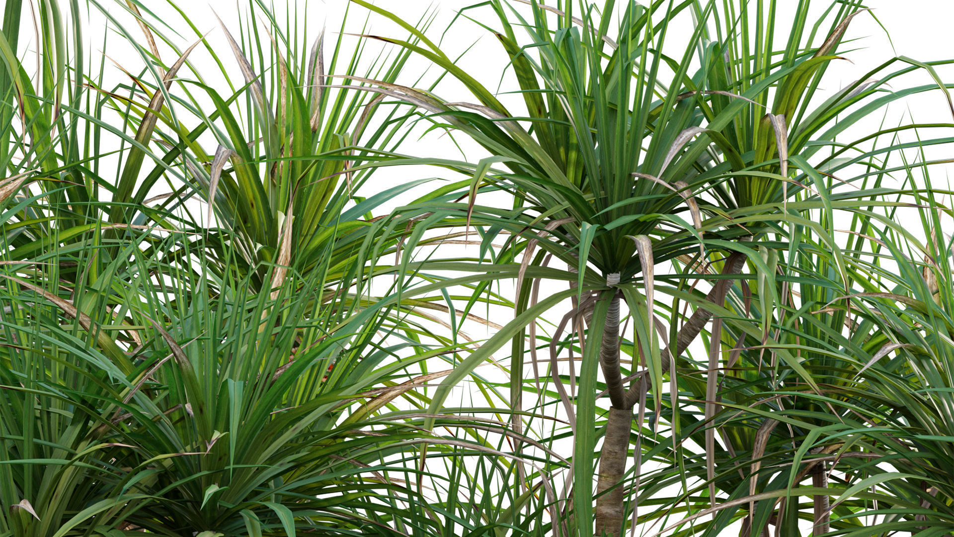 Pandanus tectorius - Screw Pine 02 3D model_5