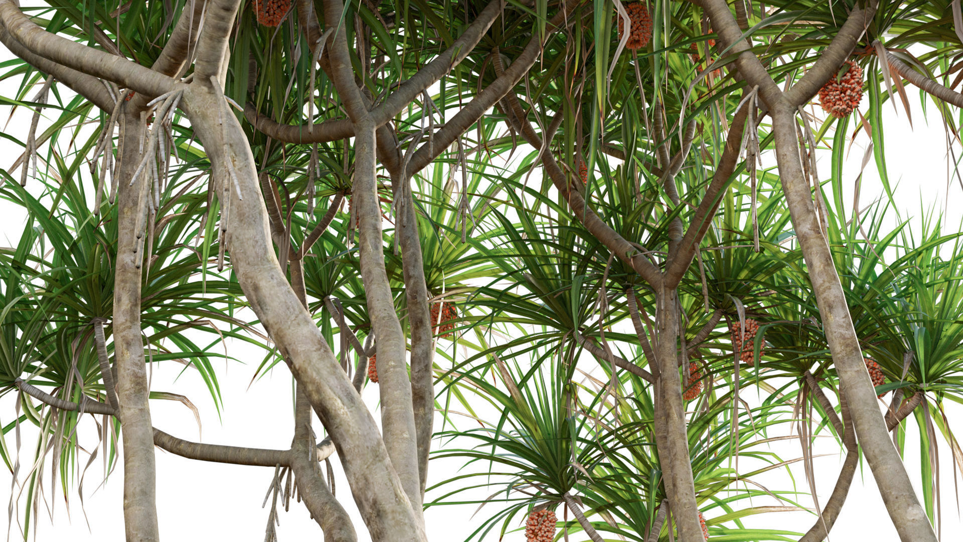 Pandanus tectorius - Screw Pine 02 3D model_4