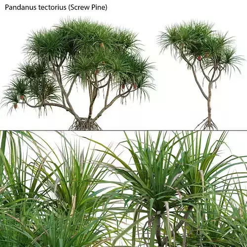 Pandanus tectorius - Screw Pine 02 3D model