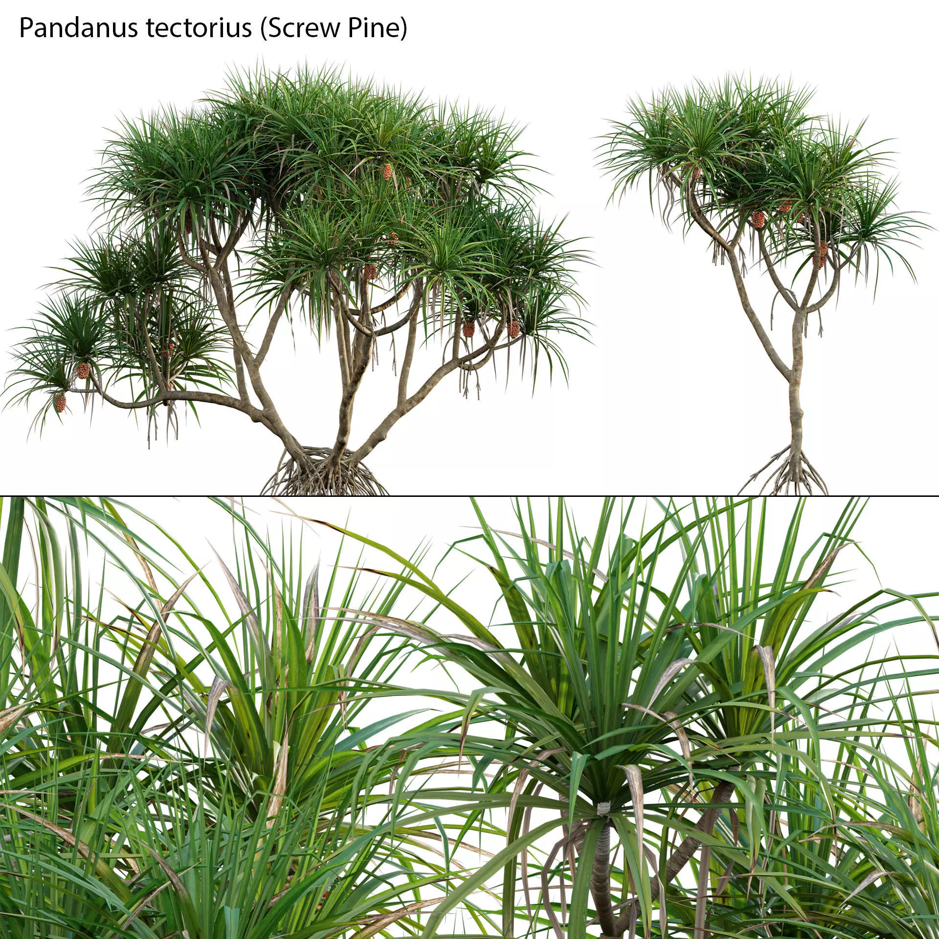 Pandanus tectorius - Screw Pine 02 3D model_0