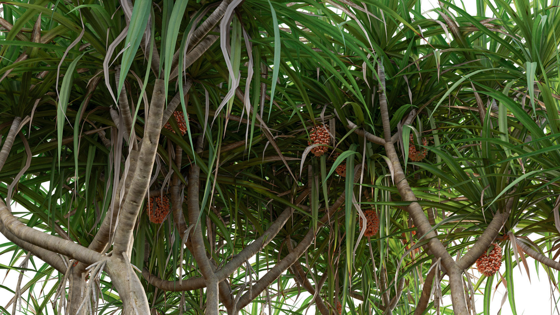 Pandanus tectorius - Screw Pine 03 3D model_2