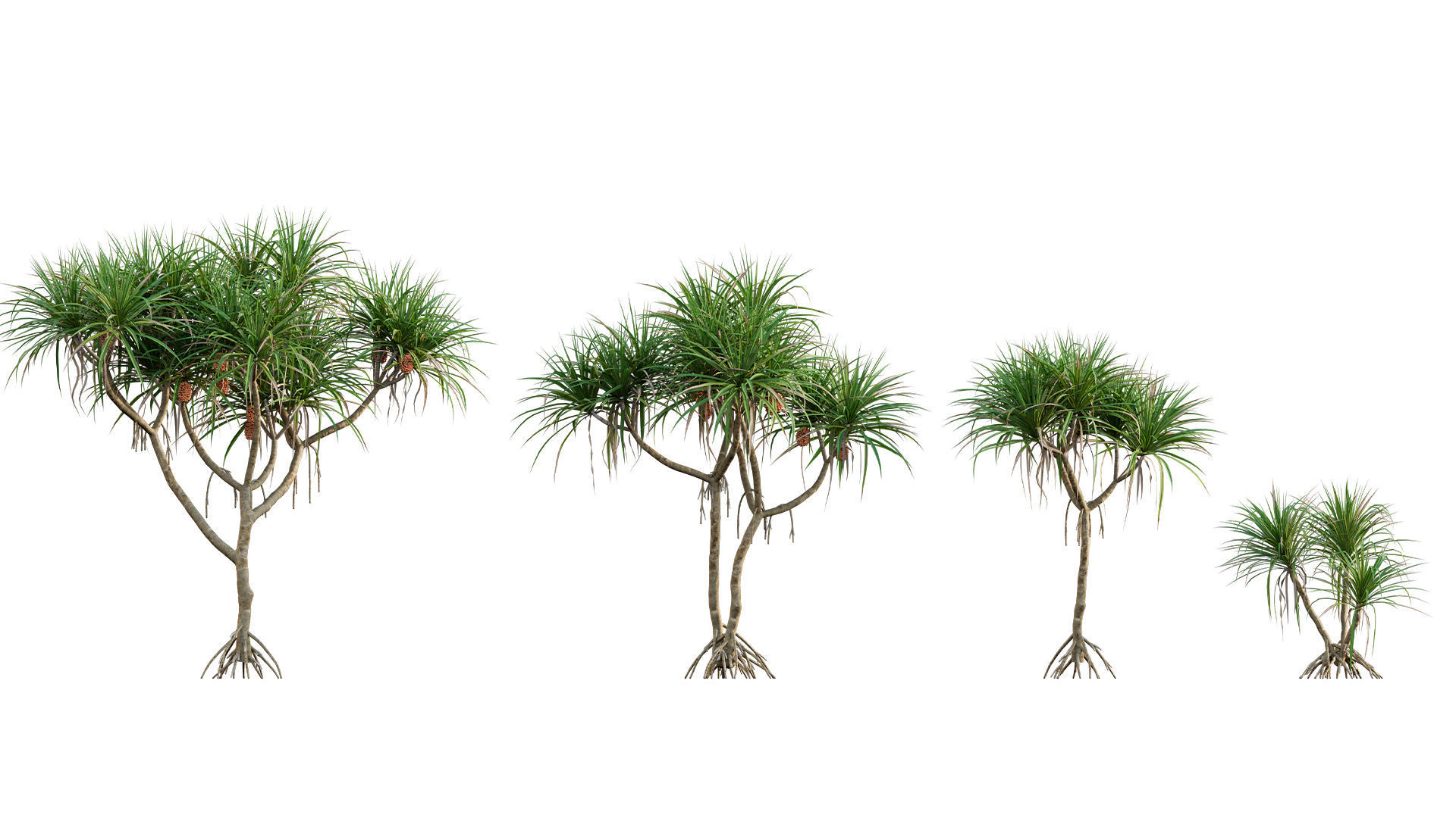 Pandanus tectorius - Screw Pine 03 3D model_6