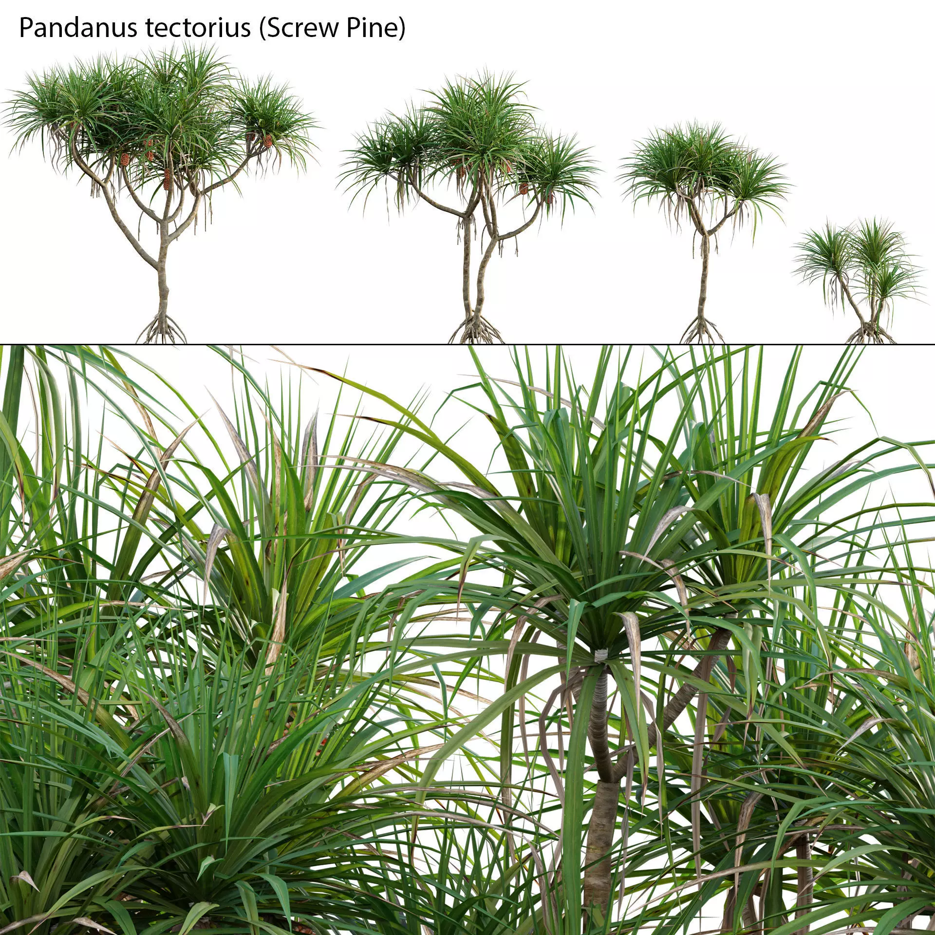 Pandanus tectorius - Screw Pine 03 3D model_0