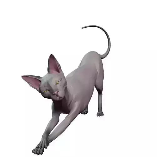 Sphynx cat
