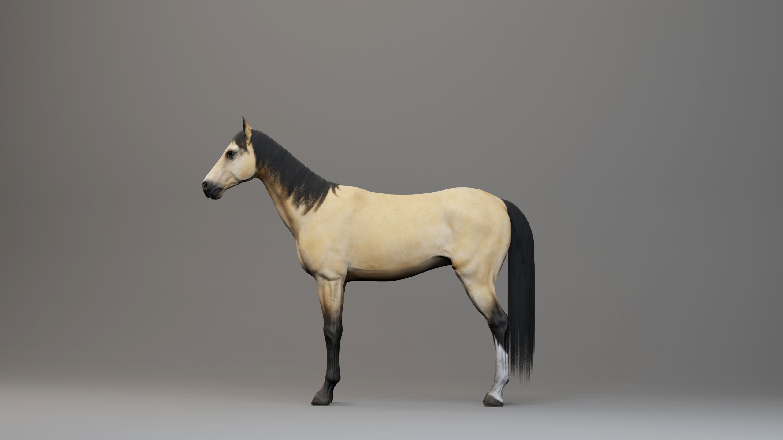 Classic Horse - Western Type Low-poly 3D model_5