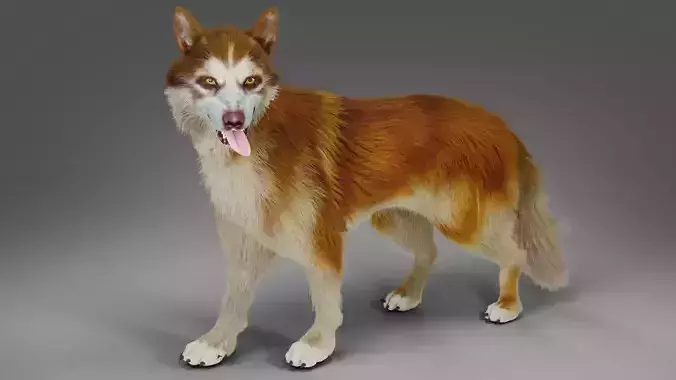 Fur Red Wolf Rigged in Blender