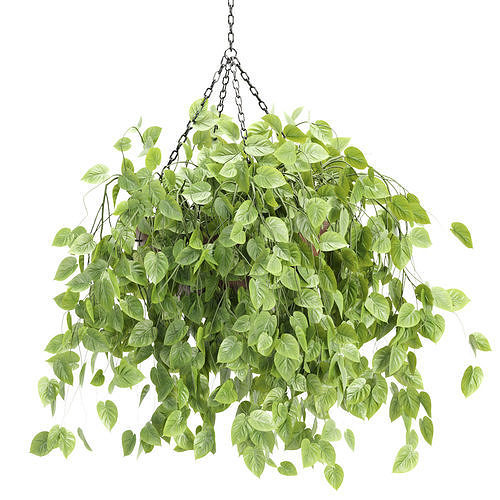 Hanging plants indoor collection 3D Models 3D Model Pack 7