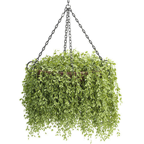 Hanging plants indoor collection 3D Models 3D Model Pack 6