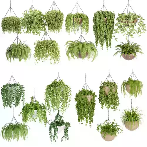 Hanging plants indoor collection 3D Models 