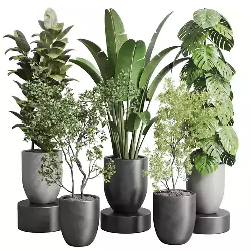 indoor plant ravenala ficus rubbery monstera 