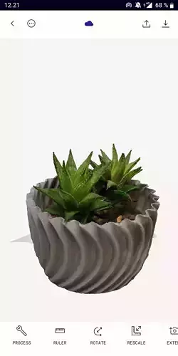 Succulent plant 