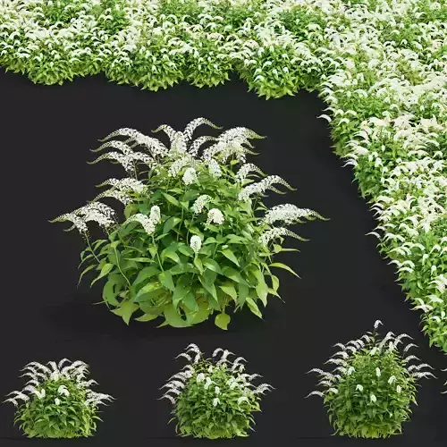 Lysimachia clethroides flower
