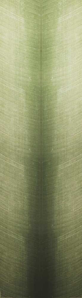 Forest Trees - Realistic Low Poly PBR Trees Models Texture_118