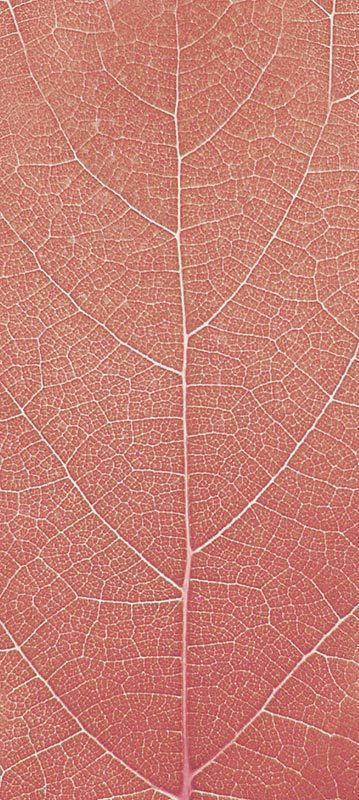 Forest Trees - Realistic Low Poly PBR Trees Models Texture_45