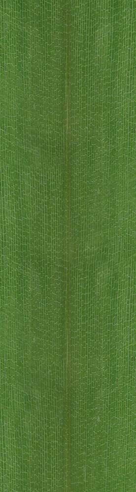 Forest Trees - Realistic Low Poly PBR Trees Models Texture_91