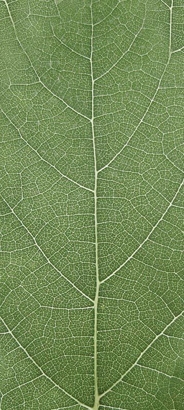 Forest Trees - Realistic Low Poly PBR Trees Models Texture_39