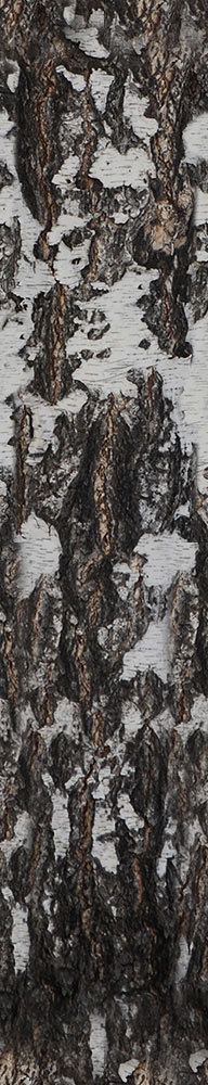 Forest Trees - Realistic Low Poly PBR Trees Models Texture_57