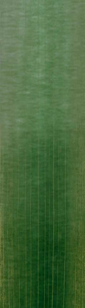 Forest Trees - Realistic Low Poly PBR Trees Models Texture_98