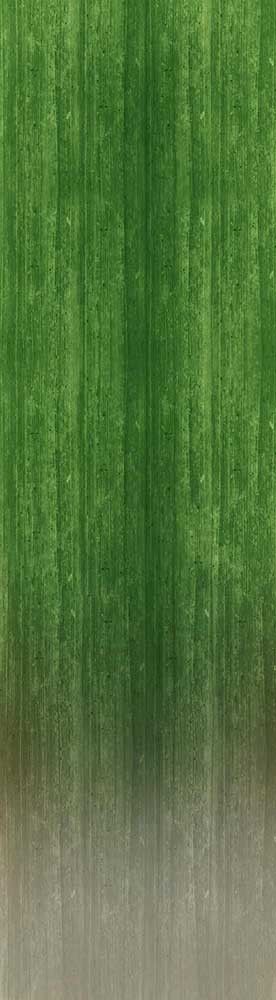 Forest Trees - Realistic Low Poly PBR Trees Models Texture_121