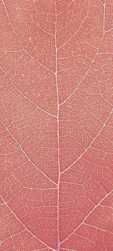 Forest Trees - Realistic Low Poly PBR Trees Models Texture_37