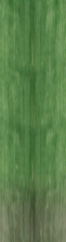 Forest Trees - Realistic Low Poly PBR Trees Models Texture_95