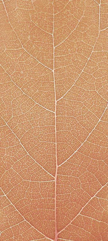 Forest Trees - Realistic Low Poly PBR Trees Models Texture_28